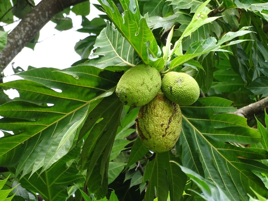 Cây Xa Kê, Cây Bánh Mỳ - Artocarpus incisa L theo Những cây thuốc và vị thuốc Việt Nam của GS.TS Đỗ Tất Lợi