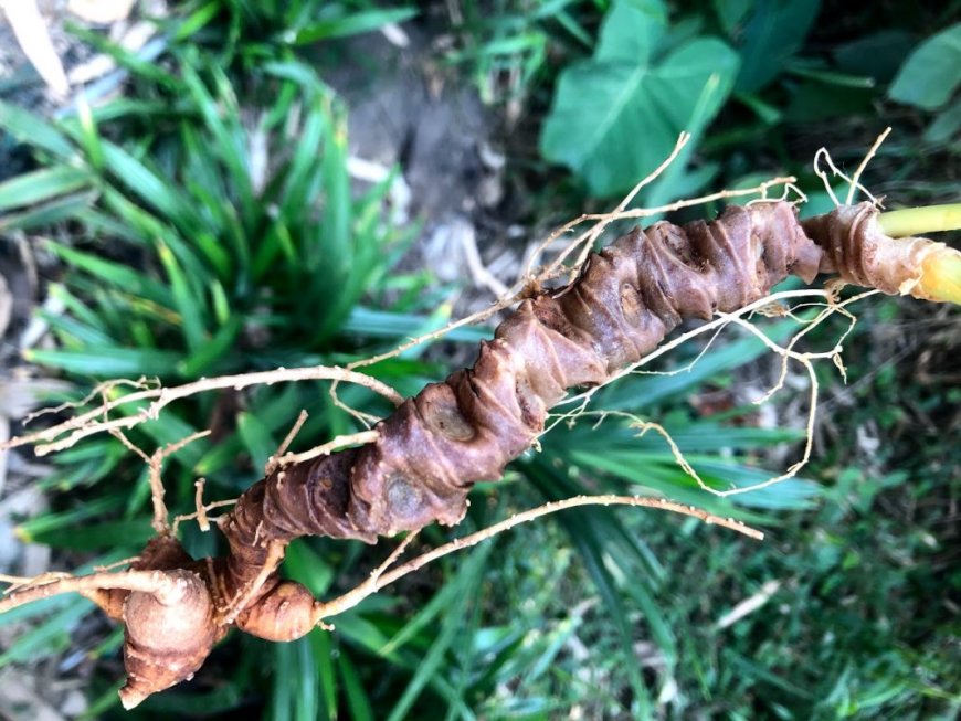 LUẬN ÁN TIẾN SĨ Nghiên cứu thành phần hóa học Sâm Việt Nam (Panax vietnamensis, Araliaceae) theo hướng tác động bảo vệ thận