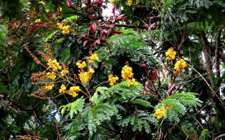 Cây Vang, Tô mộc (Caesalpinia sappan L)