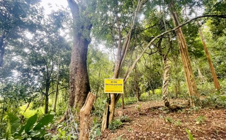 THÔNG BÁO LẦN 2 MỜI THAM GIA VÀ ĐĂNG KÝ TUYỂN CHỌN TỔ CHỨC, CÁ NHÂN CHỦ TRÌ THỰC HIỆN DỰ ÁN KHCN NĂM 2023 (DƯỢC LIỆU DƯỚI TÁN RỪNG)