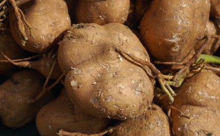 Tác dụng của củ đậu đối với sức khỏe (Với câu hỏi này chúng ta hãy cùng xem IA trả lời như nào nhé)