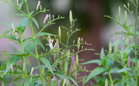 Làm Thế Nào Cây Xuyên Tâm Liên Có Thể Cải Thiện Sức Khỏe Của Bạn?