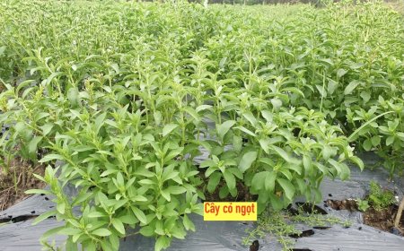 Cỏ Ngọt: Siêu Thực Phẩm Tự Nhiên Cho Sức Khỏe Và Làn Da