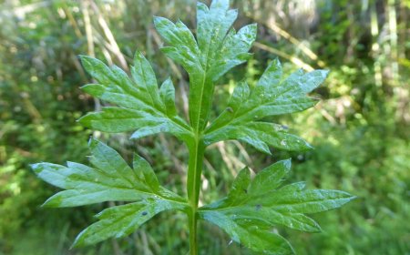 Làm Đẹp và Chữa Bệnh: Lợi Ích Tuyệt Vời Từ Cứu Ngải Bạn Cần Biết