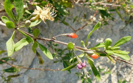 Cây kỳ tử (Lycium barbarum L. Lycium chinense Mill)