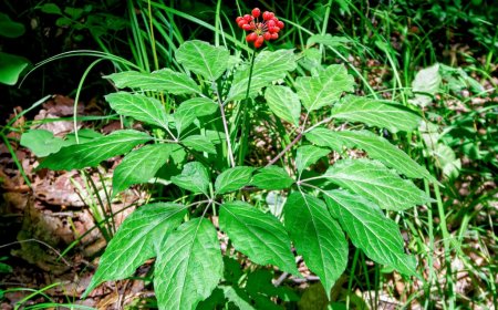 CÂY NHÂN SÂM. viên sâm, dã nhân sâm (Panax ginseng C. A. Mey, (Panax. schinseng Nees.))