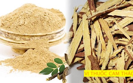 Cây Cam Thảo: Cam thảo bắc, Cam thảo dây, Cam thảo nam nhận biết và phân 3 loại CAM THẢO