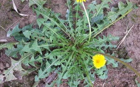 Khám Phá Lá Bồ Công Anh: Từ Công Dụng Đến Cách Sử Dụng Hiệu Quả