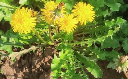 Những Nghiên Cứu Khoa Học Về Khả Năng Chống Ung Thư Của Cây Bồ Công Anh