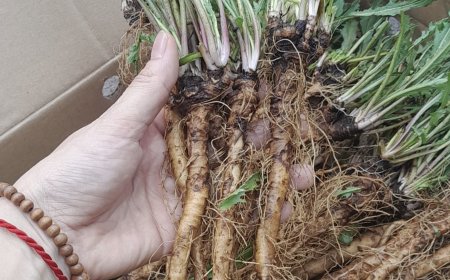 Khám Phá Lợi Ích Sức Khỏe Kỳ Diệu Từ Rễ Cây Bồ Công Anh (Taraxacum officinale)