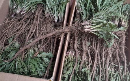 Khám Phá Tác Dụng Kỳ Diệu từ Rễ Cây Bồ Công Anh Trung Quốc
