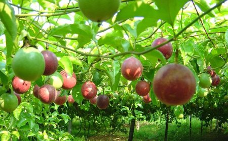 Chanh Leo và Sức Khỏe: Phòng Ngừa Bệnh Tật, Tăng Cường Miễn Dịch