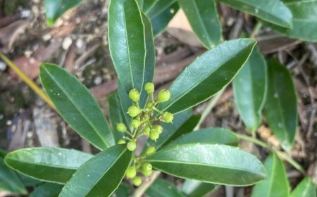 Cây Xạ Đen - Bí Mật Từ Thiên Nhiên Trong Phòng Chống Và Hỗ Trợ Điều Trị Bệnh Ung Thư