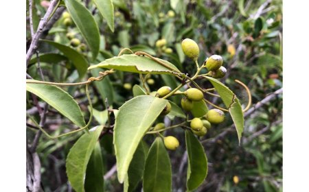 Cây Xạ Đen: Khám Phá Bí Mật Về Lợi Ích & Cách Dùng Để Chữa Bệnh