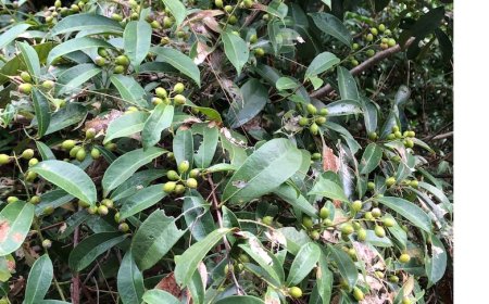 Khai Phá Thành Tựu Khoa Học Về Cây Xạ Đen: Tiềm Năng Chống Ung Thư và Hơn Thế Nữa