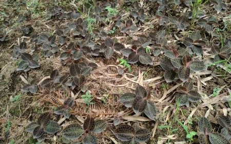 Dự án dược liệu quý: Thông báo việc lựa chọn Đơn vị chủ trì liên kết thực hiện dự án đầu tư, hỗ trợ phát triển vùng trồng dược liệu quý tại huyện Bác Ái, tỉnh Ninh Thuận.