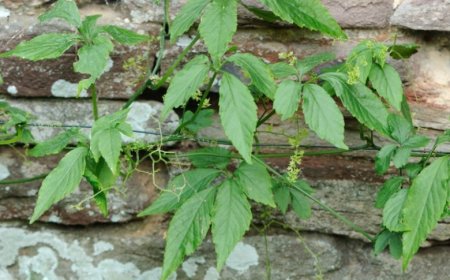 Khám Phá Giảo Cổ Lam: Thảo Dược Trường Sinh Với Công Dụng Chữa Bệnh Đa Dạng