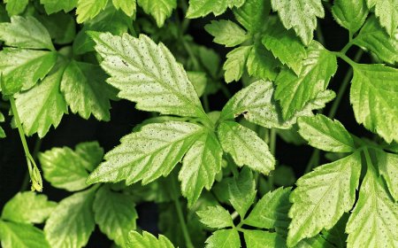 Giảo Cổ Lam: Kỳ Quan Thảo Dược Trong Tăng Cường Sức Khỏe và Phòng Ngừa Bệnh Tật