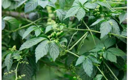 Giảo Cổ Lam: Siêu Thực Phẩm Từ Núi Phanxipăng Và Bí Mật Đằng Sau Lợi Ích Kỳ Diệu