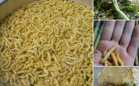 Sâu Chít: Bí Mật Sức Khỏe Từ Núi Rừng Việt Nam