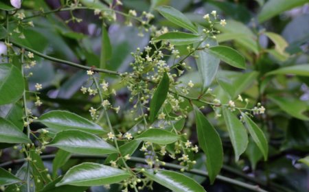 Khám Phá Bí Mật Của Cây Xạ Đen: Lợi Ích Và Hướng Dẫn Sử Dụng