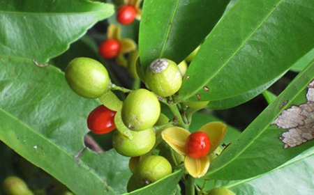 Khám Phá Những Lợi Ích Ít Biết của Cây Xạ Đen Đối Với Sức Khỏe