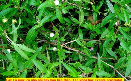 Lợi Ích Sức Khỏe Và Làm Đẹp Từ Cây Cỏ Mực: Bí Mật Từ Thiên Nhiên