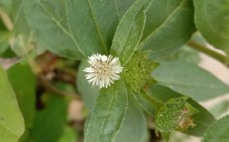 Khám Phá Lợi Ích Sức Khỏe Vô Giá Từ Cây Cỏ Mực (Eclipta Prostrata)