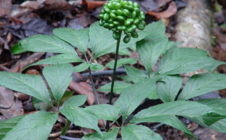 Khám Phá Bí Mật Về Sâm Ngọc Linh - Kỳ Quan Dược Liệu Việt Nam