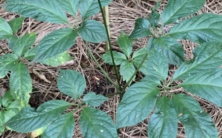 Nghiên Cứu Khoa Học Về Sâm Ngọc Linh: Khám Phá Thế Giới Dược Liệu Quý Của Việt Nam