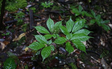 Khám Phá Tác Dụng Thần Kỳ Của Lá Sâm Ngọc Linh Đối Với Sức Khỏe