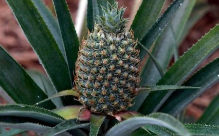 Cây Dứa (Thơm, Khóm) - Siêu Thực Phẩm Trong Mùa Hè