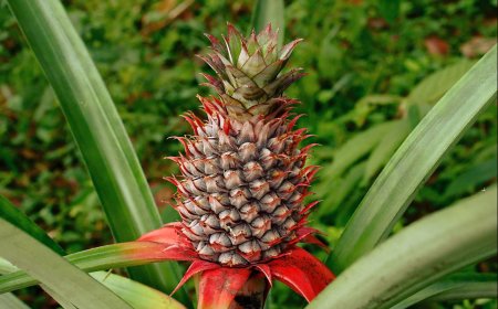 Cây Dứa (Thơm, Khóm) – Thơm, Trái thơm, Ananas sativa Liun. (Ananas sativa L.).