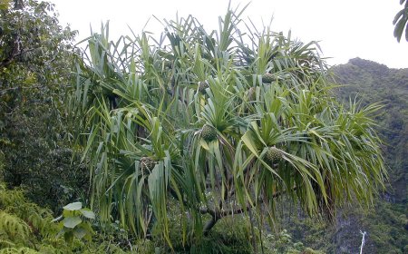 Khám Phá Cây Dứa Dại (Pandanus tonkinensis): Dược Liệu Quý Từ Địa Trung