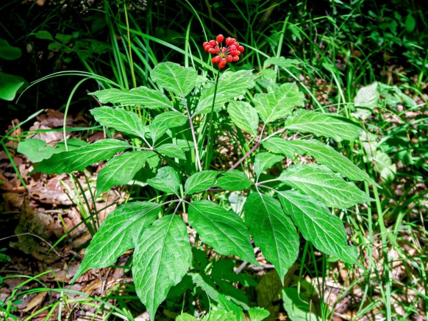 CÂY NHÂN SÂM. viên sâm, dã nhân sâm (Panax ginseng C. A. Mey, (Panax. schinseng Nees.))