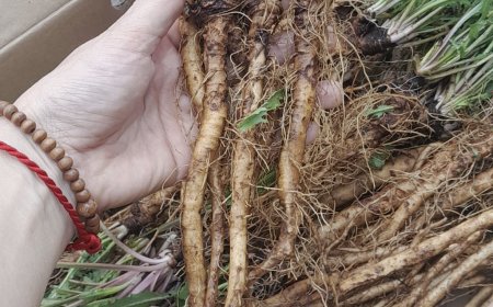 Khám Phá Sức Mạnh Chống Ung Thư Tuyệt Vời Từ Trà Bồ Công Anh