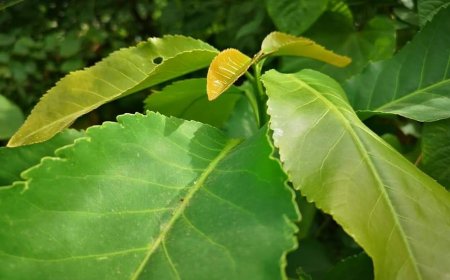 Khám Phá Khoa Học và Lợi Ích Sức Khỏe Từ Cây Cù Đèn (Croton oblongifolius Roxb)