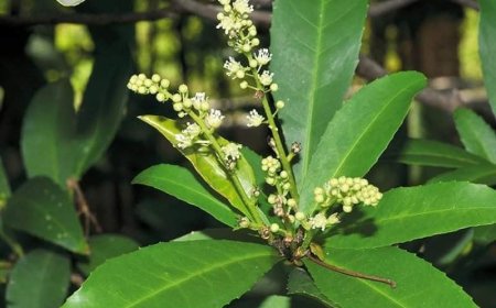 Cây Cù Đèn (Croton oblongifolius Roxb): Bí Quyết Chữa Bệnh Từ Thiên Nhiên
