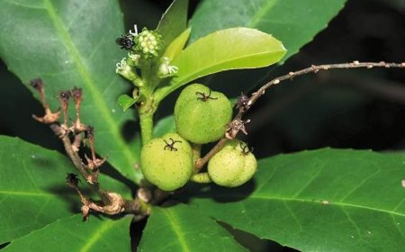 Cây Cù Đèn (Croton oblongifolius Roxb): Bí Mật Từ Thiên Nhiên Đối Với Sức Khỏe Con Người