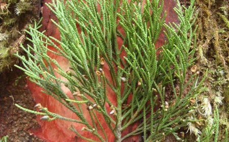 Khám Phá Bí Mật Về Cây Hoàng Đàn Giả - Kho Báu Từ Thiên Nhiên