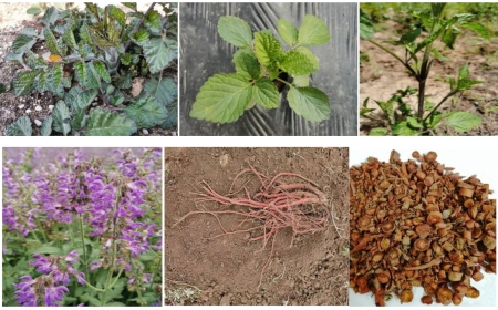 Khám Phá Đan Sâm: Thảo Dược Vàng Cho Sức Khỏe Tim Mạch Và Hơn Thế Nữa