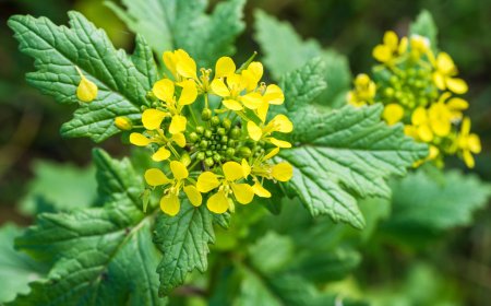 Bạch Giới Tử: Siêu Thảo Dược Trong Điều Trị Gout, Viêm Mũi, và Hơn Thế Nữa