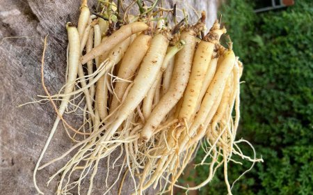 Sâm Dây Ngọc Linh - Bí Mật Lợi Ích Sức Khỏe & Cách Sử Dụng Hiệu Quả