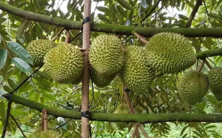 Dự Án Trồng Cây Sầu Riêng Công Nghệ Cao: Hướng Dẫn Từ A đến Z