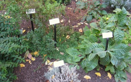 Khám Phá Thế Giới Cây Thuốc: Bí Mật Từ Thiên Nhiên Cho Sức Khỏe