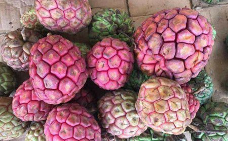 Cây Na Rừng: Kho Báu Từ Thiên Nhiên và Công Dụng Đối Với Sức Khỏe