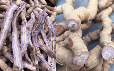 Dự Án Trồng Cây Dược Liệu Ba Kích: Hành Trình Từ Lập Kế Hoạch Đến Thành Công