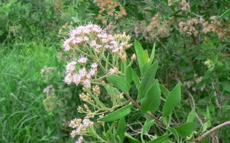 Khám Phá Cây Lức - Sài Hồ Nam: Dược Liệu Tự Nhiên Với Nhiều Tác Dụng Chữa Bệnh