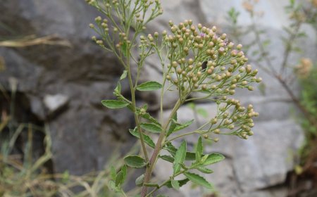 Cây Lức - Sài Hồ Nam: Bí Quyết Sức Khỏe Từ Thảo Dược Quý của Việt Nam