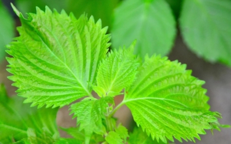 Tía Tô Đỏ và Tía Tô Xanh: So Sánh Lợi Ích Và Cách Sử Dụng